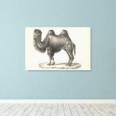 Brodtmann Camel Sketch Canvas Afdruk (Insitu (Houten vloer))