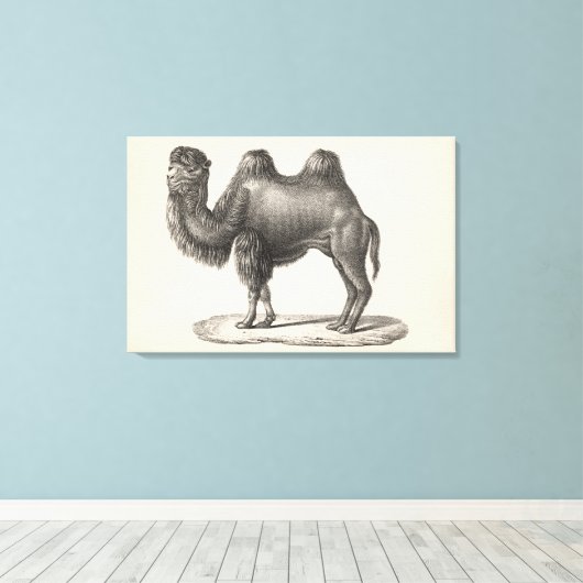 Brodtmann Camel Sketch Canvas Afdruk (Insitu (Houten vloer))