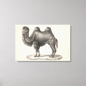 Brodtmann Camel Sketch Canvas Afdruk (Voorkant)