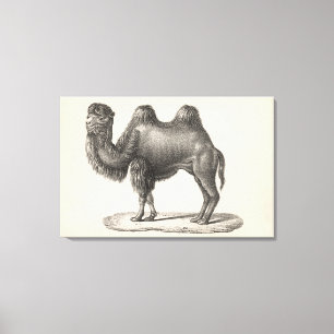 Brodtmann Camel Sketch Canvas Afdruk