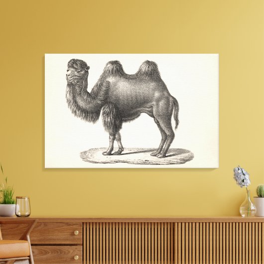 Brodtmann Camel Sketch Canvas Afdruk (Insitu (Woonkamer))