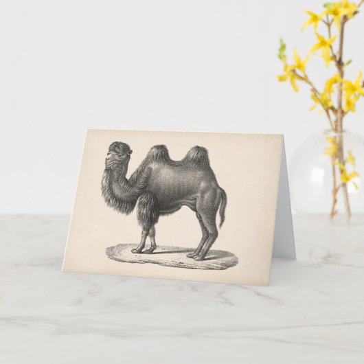 Brodtmann Camel Sketch Kaart (Gele Bloem)