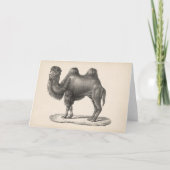 Brodtmann Camel Sketch Kaart (Voorkant)