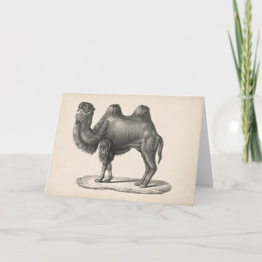 Brodtmann Camel Sketch Kaart (Voorkant)