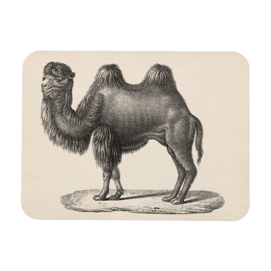 Brodtmann Camel Sketch Magneet (Horizontaal)