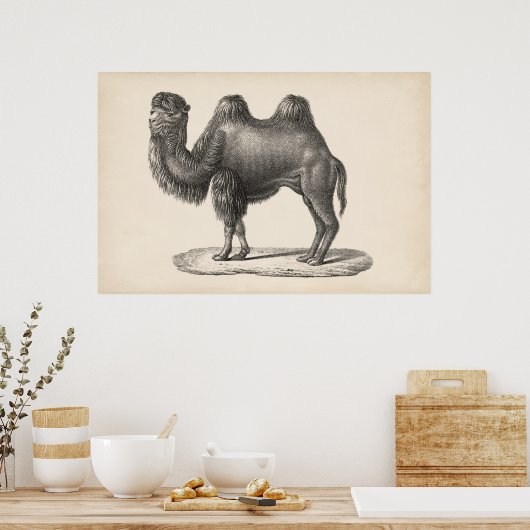Brodtmann Camel Sketch Poster (Keuken)
