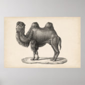 Brodtmann Camel Sketch Poster (Voorkant)