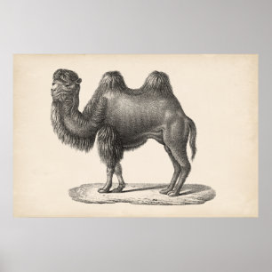 Brodtmann Camel Sketch Poster
