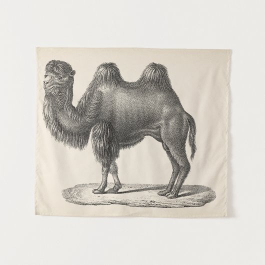 Brodtmann Camel Sketch Wandkleed (Voorkant (horizontaal))