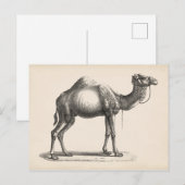 Brodtmann Dromedary Camel Sketch Briefkaart (Voorkant / Achterkant)