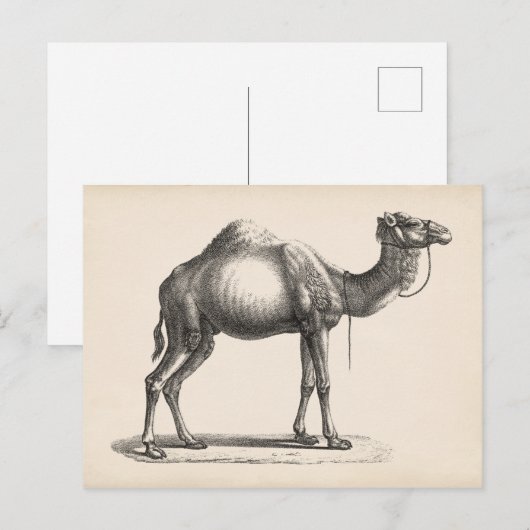 Brodtmann Dromedary Camel Sketch Briefkaart (Voorkant / Achterkant)