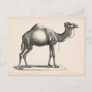 Brodtmann Dromedary Camel Sketch Briefkaart