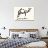 Brodtmann Dromedary Camel Sketch Canvas Afdruk (Insitu (Slaapkamer))