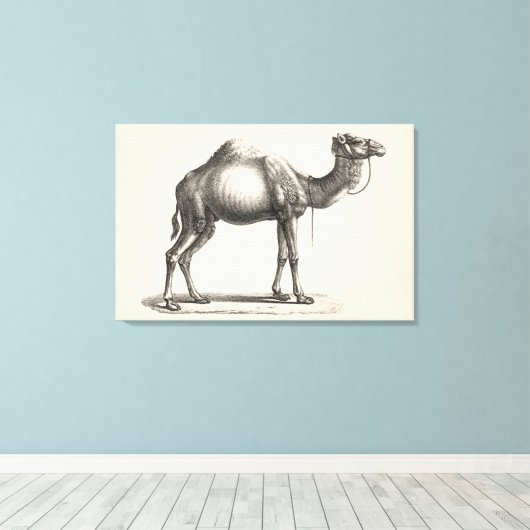 Brodtmann Dromedary Camel Sketch Canvas Afdruk (Insitu (Houten vloer))