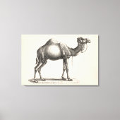 Brodtmann Dromedary Camel Sketch Canvas Afdruk (Voorkant)