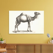 Brodtmann Dromedary Camel Sketch Canvas Afdruk (Insitu (Woonkamer))