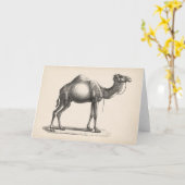 Brodtmann Dromedary Camel Sketch Kaart (Gele Bloem)