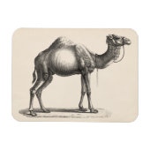 Brodtmann Dromedary Camel Sketch Magneet (Horizontaal)
