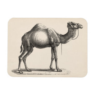 Brodtmann Dromedary Camel Sketch Magneet
