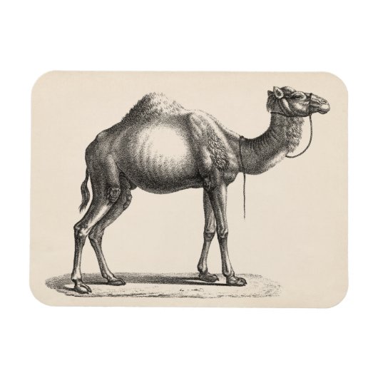 Brodtmann Dromedary Camel Sketch Magneet (Horizontaal)