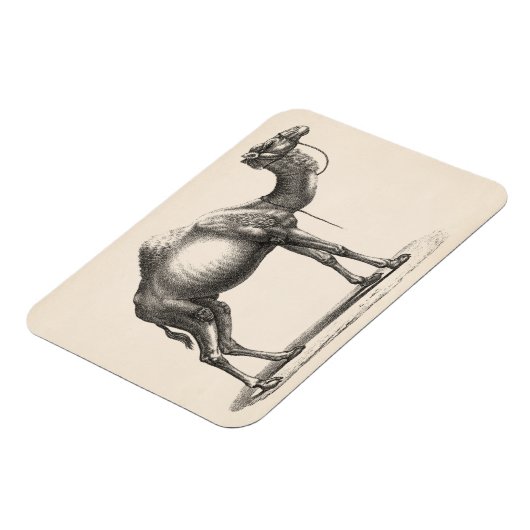 Brodtmann Dromedary Camel Sketch Magneet (Linkerzijde)