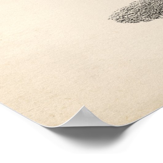 Brodtmann Dromedary Camel Sketch Poster (Hoek)