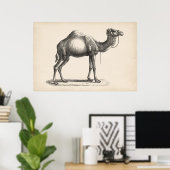 Brodtmann Dromedary Camel Sketch Poster (Thuiskantoor)