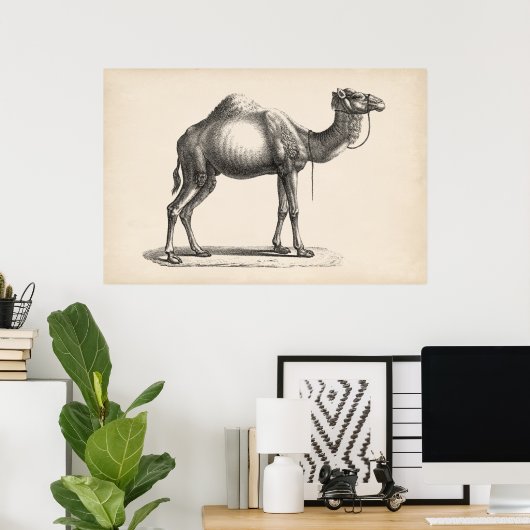 Brodtmann Dromedary Camel Sketch Poster (Thuiskantoor)
