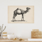 Brodtmann Dromedary Camel Sketch Poster (Keuken)