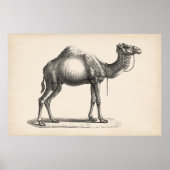 Brodtmann Dromedary Camel Sketch Poster (Voorkant)