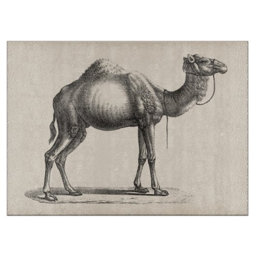 Brodtmann Dromedary Camel Sketch Snijplank (Voorkant)