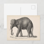 Brodtmann Elephant Sketch Briefkaart (Voorkant / Achterkant)