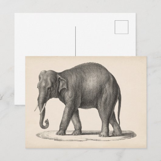 Brodtmann Elephant Sketch Briefkaart (Voorkant / Achterkant)