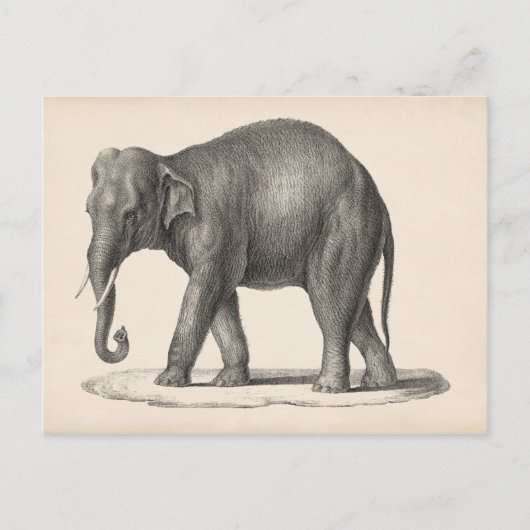 Brodtmann Elephant Sketch Briefkaart (Voorkant)