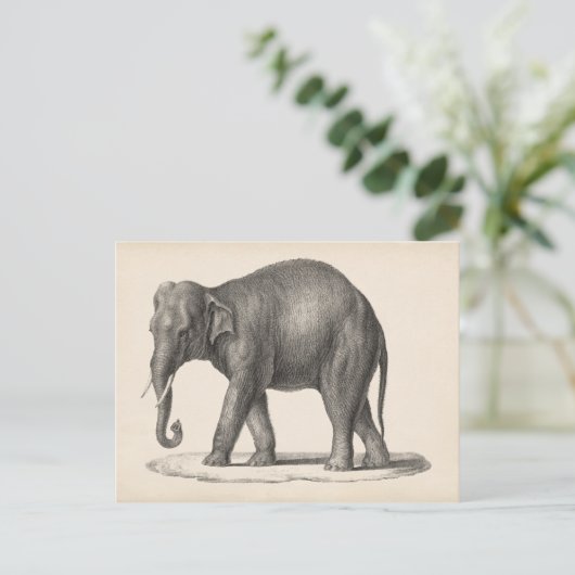 Brodtmann Elephant Sketch Briefkaart (Staand voorkant)