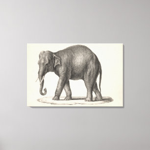 Brodtmann Elephant Sketch Canvas Afdruk