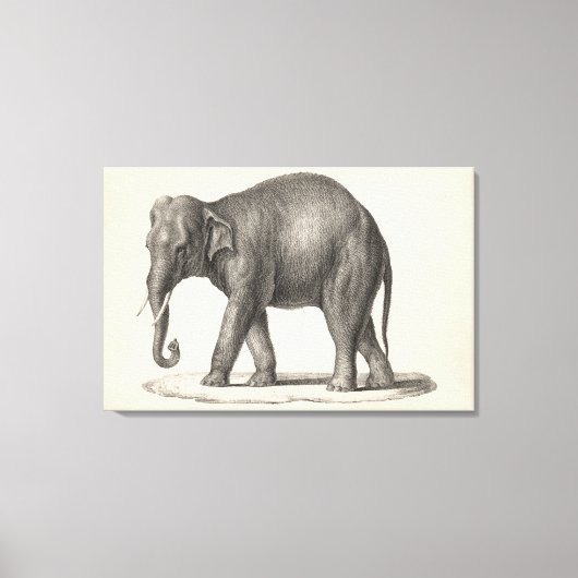 Brodtmann Elephant Sketch Canvas Afdruk (Voorkant)