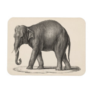Brodtmann Elephant Sketch Magneet