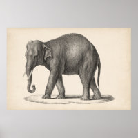 Brodtmann Elephant Sketch