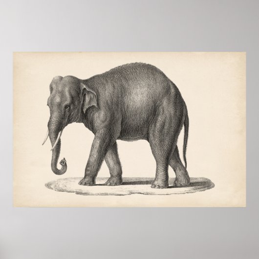 Brodtmann Elephant Sketch Poster (Voorkant)