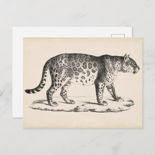 Brodtmann Leopard Sketch Briefkaart (Voorkant / Achterkant)