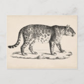 Brodtmann Leopard Sketch Briefkaart (Voorkant)