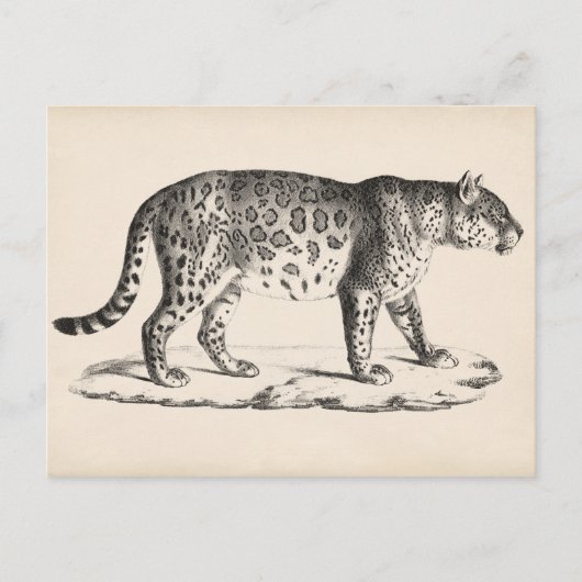 Brodtmann Leopard Sketch Briefkaart (Voorkant)