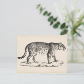 Brodtmann Leopard Sketch Briefkaart (Staand voorkant)