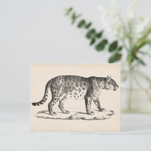 Brodtmann Leopard Sketch Briefkaart (Staand voorkant)