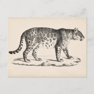Brodtmann Leopard Sketch Briefkaart