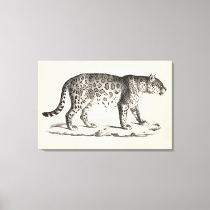 Brodtmann Leopard Sketch Canvas Afdruk