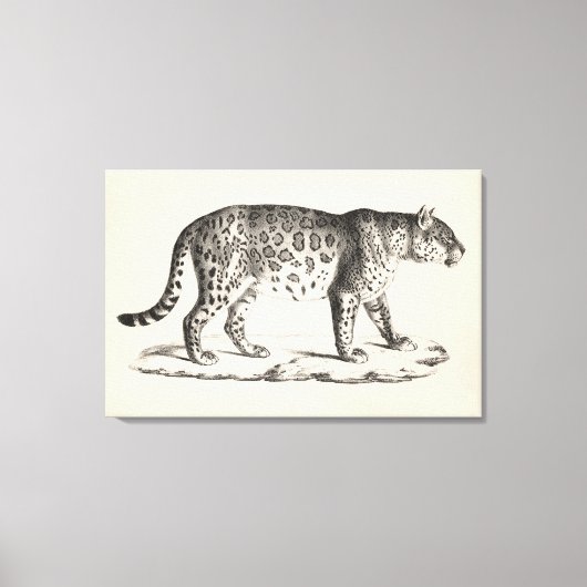 Brodtmann Leopard Sketch Canvas Afdruk (Voorkant)