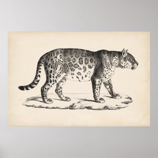 Brodtmann Leopard Sketch Poster (Voorkant)
