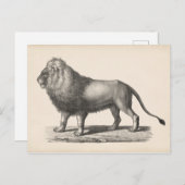 Brodtmann Lion Sketch Briefkaart (Voorkant / Achterkant)